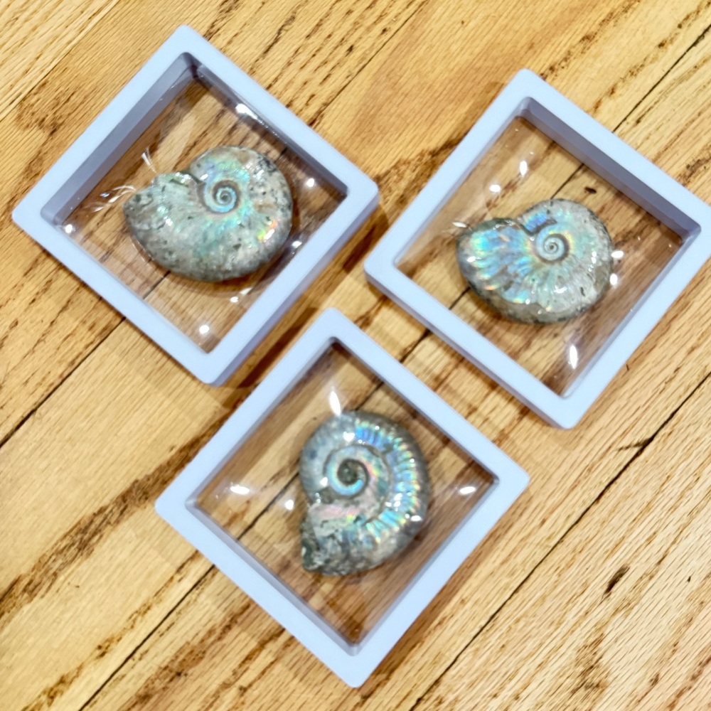 Large Iridescent Ammonite Fossils From Madagascar in floating frame